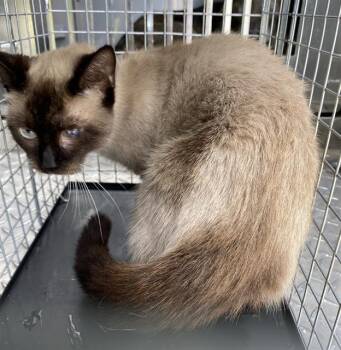 Siamese Cats Available for Adoption in Fort Myers, Florida - WINKY | PetCurious