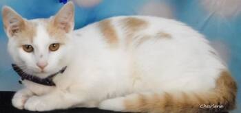 Rescue Domestic Short Hair Cats for Adoption in Newland, North Carolina - Tom Dooley | PetCurious