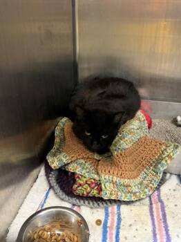 Big Mac -  Domestic Short Hair Cat for Adoption in Baraboo, Wisconsin - Big Mac | PetCurious