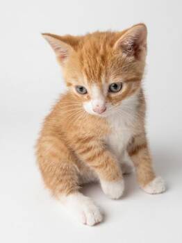 Jack -  Domestic Short Hair and American Shorthair Cat for Adoption in Bedford, Indiana - Jack | PetCurious