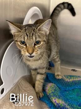 Billie -  Domestic Short Hair Cat for Adoption in Clarksville, Tennessee - Billie | PetCurious