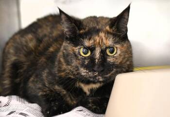 Winnie -  Tortoiseshell Cat for Adoption in Monroe, Georgia - Winnie | PetCurious