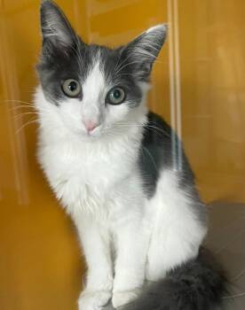 Molli -  Domestic Medium Hair Cat for Adoption in Golden, Colorado - Molli | PetCurious