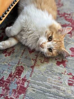 Domestic Long Hair Cats Available for Adoption in Fishers, Indiana - Parker | PetCurious