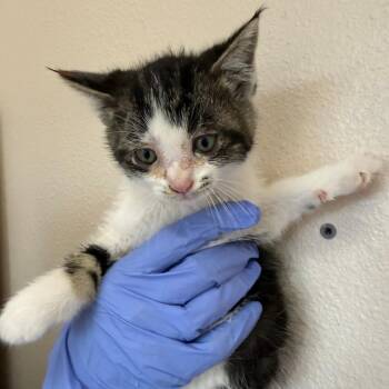 Clue -  Domestic Short Hair Cat for Adoption in Kanab, Utah - Clue | PetCurious