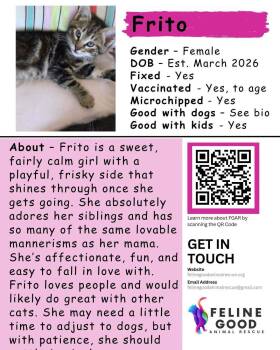 Frito -  Domestic Medium Hair Cat for Adoption in Eugene, Oregon - Frito | PetCurious