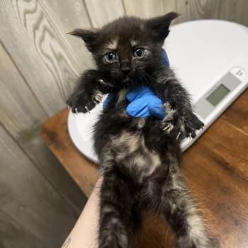 Dory -  Domestic Short Hair Cat for Adoption in Spokane, Washington - Dory | PetCurious