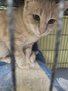 Fanta -  Domestic Short Hair Cat for Adoption in Beatrice, Nebraska - Fanta | PetCurious