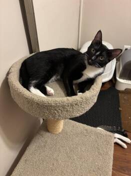 Vivian -  Tuxedo and Domestic Short Hair Cat for Adoption in Laguna Niguel, California - Vivian | PetCurious