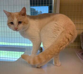 Domestic Short Hair and Siamese Cats Available for Adoption in Williamsburg, Iowa - Cannoli (Bonded With Copper) | PetCurious