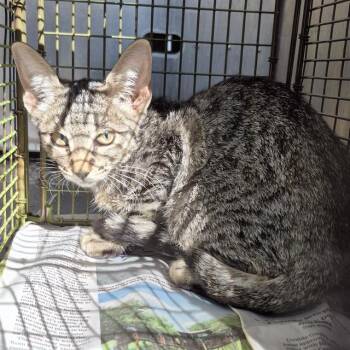 DUMPLING -  Domestic Short Hair Cat for Adoption in San Antonio, Texas - DUMPLING | PetCurious
