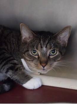 Rescue Domestic Short Hair Cats for Adoption in Marshall, North Carolina - Tiggy Tiger | PetCurious