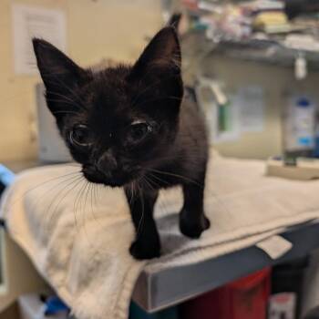 Red Collar -  Domestic Short Hair Cat for Adoption in Pasadena, California - Red Collar | PetCurious