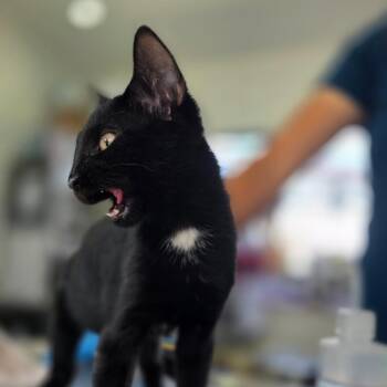 Andy -  Domestic Short Hair Cat for Adoption in Chapel Hill, North Carolina - Andy | PetCurious
