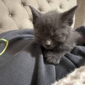 Hermes -  Russian Blue Cat Available for Adoption in Grand Haven, Michigan - Hermes | PetCurious