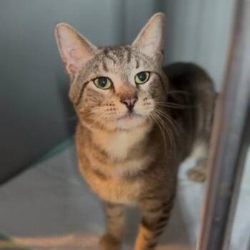 Tommy Boy -  American Shorthair Cat for Adoption in Bethel, Connecticut - Tommy Boy | PetCurious