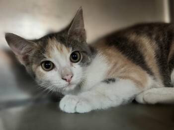 Clare -  Domestic Short Hair and Dilute Calico Cat for Adoption in Powell, Ohio - Clare | PetCurious