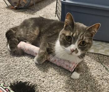 Wren -  Domestic Short Hair Cat for Adoption in Neenah, Wisconsin - Wren | PetCurious