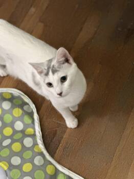 Domestic Short Hair Cats Available for Adoption in Greenville, Delaware - Kiwi (FCID# 07/28/2025 - 62) C | PetCurious