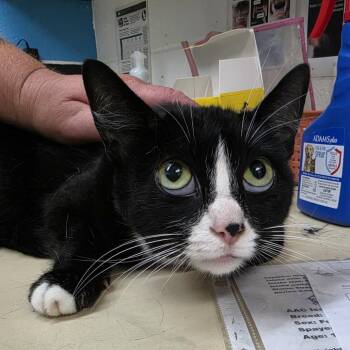 Domestic Short Hair Cats Available for Adoption in Ardmore, Oklahoma - Mercedes | PetCurious