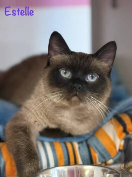 Estelle -  Siamese Cat for Adoption in Vinton, Iowa - Estelle | PetCurious
