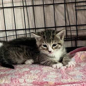 Plum -  Domestic Short Hair Cat for Adoption in Blairsville, Georgia - Plum | PetCurious