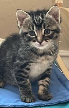 Tabby and Domestic Short Hair Cats Available for Adoption in Campbell, California - Riley | PetCurious