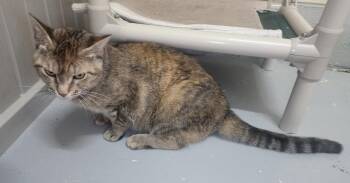 260529  Eloise -  Domestic Short Hair Cat for Adoption in Wetumpka, Alabama - 260529  Eloise | PetCurious