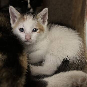 Jesse -  Domestic Short Hair Cat for Adoption in Philadelphia, Pennsylvania - Jesse | PetCurious