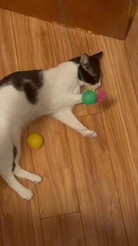 Rescue Domestic Short Hair Cats for Adoption - MooMoo | PetCurious