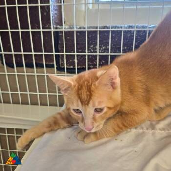 Rescue Domestic Short Hair Cats for Adoption in Douglas, Wyoming - Mohawk | PetCurious