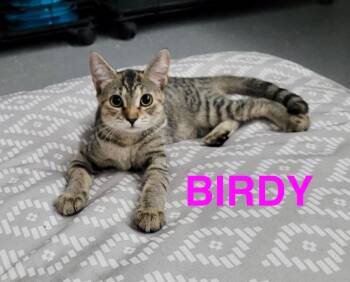 Rescue American Shorthair Cats for Adoption in Mount Pleasant, South Carolina - Birdy | PetCurious