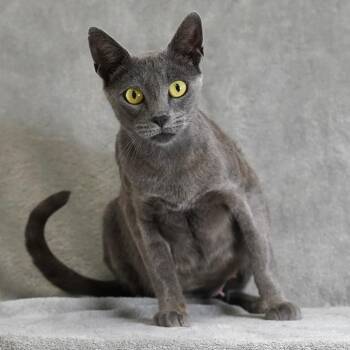 Hestia -  Domestic Short Hair Cat for Adoption in Sunnyvale, California - Hestia | PetCurious