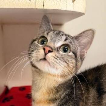 Jacy Jayne -  Domestic Short Hair Cat for Adoption in Columbia, Missouri - Jacy Jayne | PetCurious