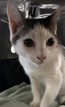 Rescue Domestic Short Hair Cats for Adoption in Spartanburg, South Carolina - Moose | PetCurious