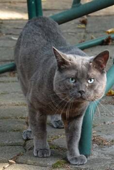 HUGO -  Domestic Short Hair Cat for Adoption in Vaughan, Ontario - HUGO | PetCurious