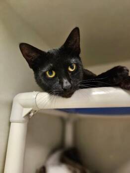 Domestic Short Hair Cats Available for Adoption in Fort Collins, Colorado - Alfonso | PetCurious