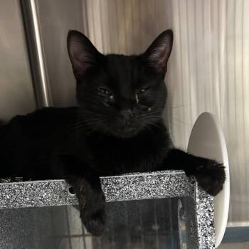 Bahamas -  Domestic Short Hair Cat for Adoption in Salt Lake City, Utah - Bahamas | PetCurious