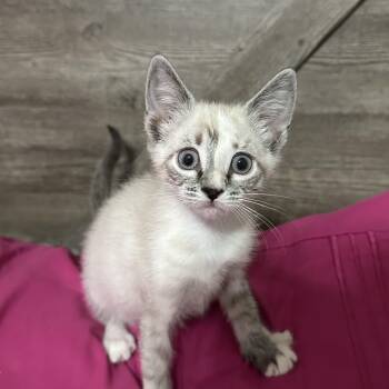 Siamese and Domestic Short Hair Cats Available for Adoption in San Tan Valley, Arizona - Claria | PetCurious