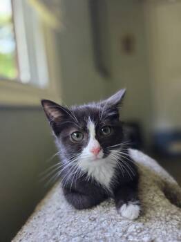 Alfalfa -  Domestic Short Hair Cat for Adoption in Royal Oak, Michigan - Alfalfa | PetCurious