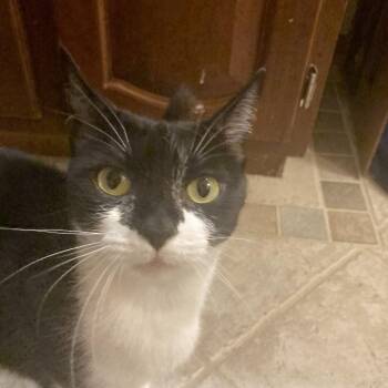 Domestic Short Hair Cats Available for Adoption in Carmel, Indiana - Zoey @ Pawz Pet Cafe | PetCurious