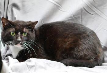 Domestic Short Hair Cats Available for Adoption in Grovetown, Georgia - BINX | PetCurious
