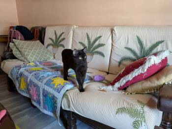 Shade -  Domestic Short Hair Cat for Adoption in Dayton, Ohio - Shade | PetCurious