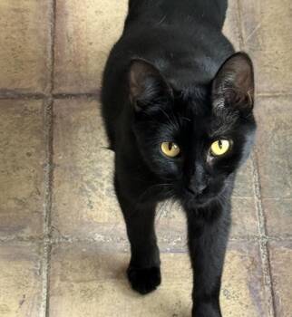 Marc Anthony -  Domestic Short Hair Cat for Adoption in Albuquerque, New Mexico - Marc Anthony | PetCurious