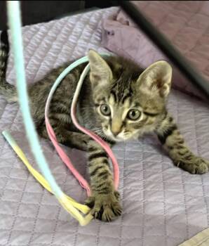 Tabby Cats Available for Adoption in Campbell, California - Bobbie | PetCurious