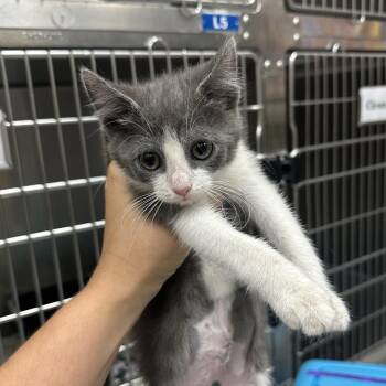 Windy - Chow Hound Northland -  Domestic Short Hair Cat for Adoption in Grand Rapids, Michigan - Windy - Chow Hound Northland | PetCurious