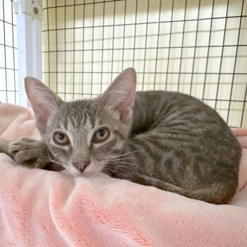 Beatrice -  Domestic Short Hair Cat for Adoption in Woodinville, Washington - Beatrice | PetCurious