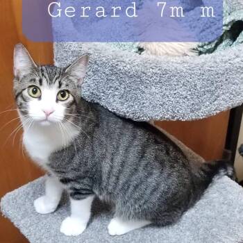 Gerard -  Domestic Short Hair Cat for Adoption in Palm Harbor, Florida - Gerard | PetCurious