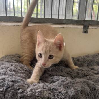 Mango -  Domestic Short Hair Cat for Adoption in Goleta, California - Mango | PetCurious