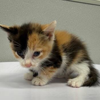 Elowen -  Domestic Short Hair Cat for Adoption in Tampa, Florida - Elowen | PetCurious
